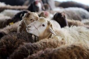 قیمت جدید دام زنده امروز در استان‌های مختلف چند شد؟+ جدول