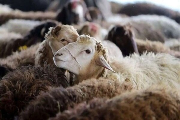 قیمت جدید دام زنده امروز در استان‌های مختلف چند شد؟+ جدول