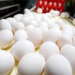 قیمت جدید تخم مرغ اعلام شد