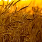 نرخ خرید تضمینی جدید گندم