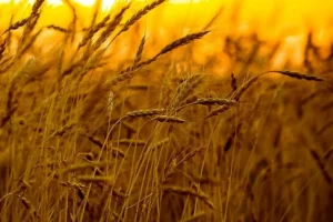 نرخ خرید تضمینی جدید گندم