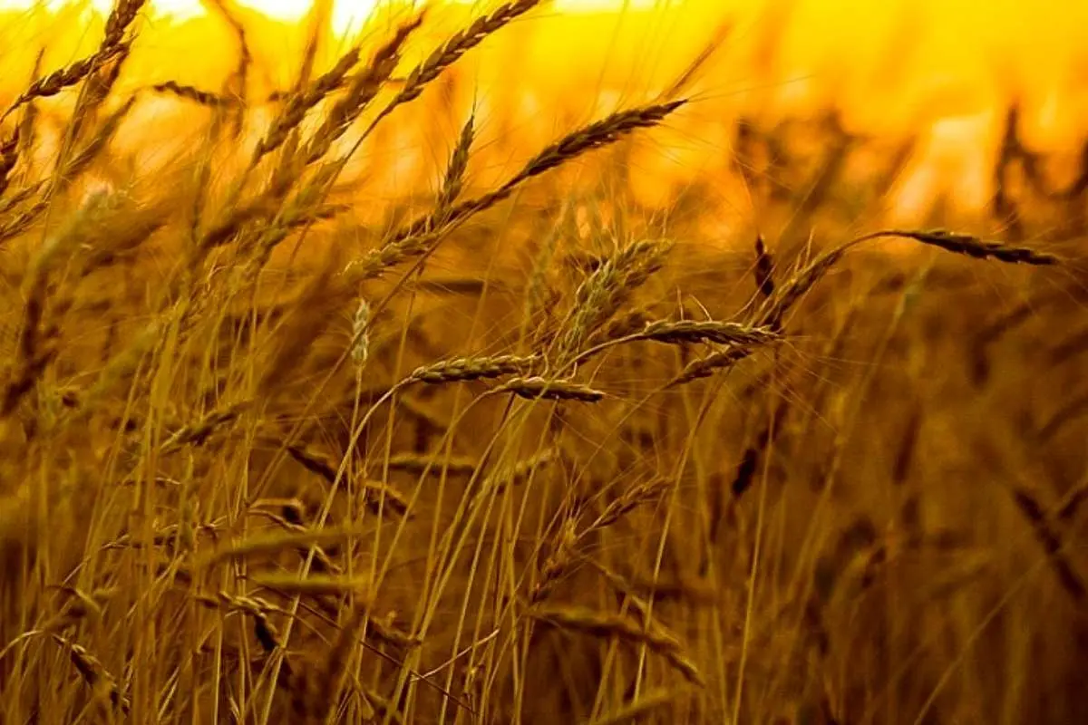 کشاورزان بخوانند؛ نرخ خرید تضمینی جدید گندم اعلام شد کشاورزان بخوانند؛ نرخ خرید تضمینی جدید گندم اعلام شد