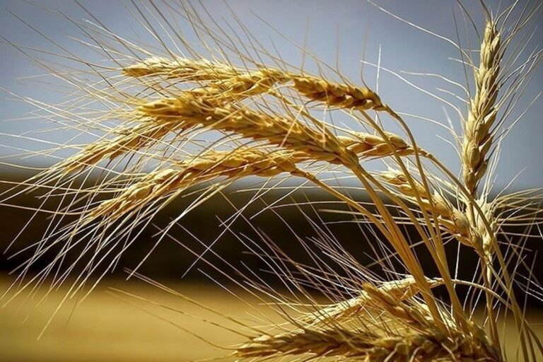 قیمت جدید گندم تا چه عددی بالا می‌رود؟