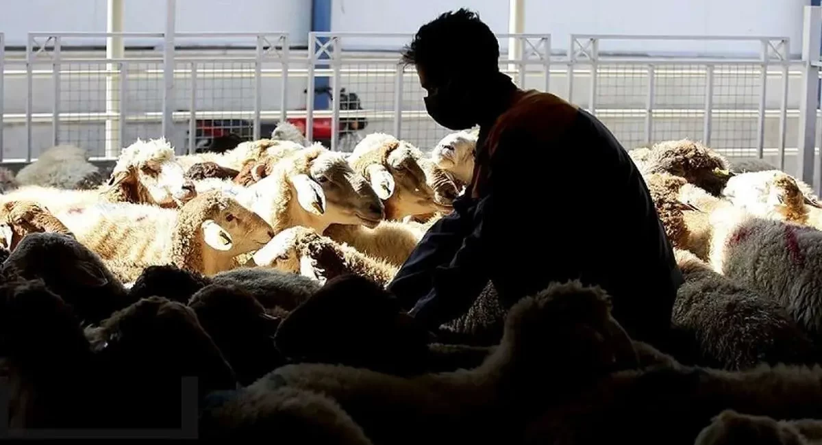 قیمت دام زنده در استان‌های مختلف کشور