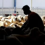 قیمت دام زنده در استان‌های مختلف کشور