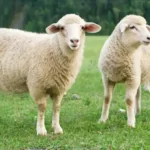 قیمت جدید دام زنده ۸ آذر ۱۴۰۴