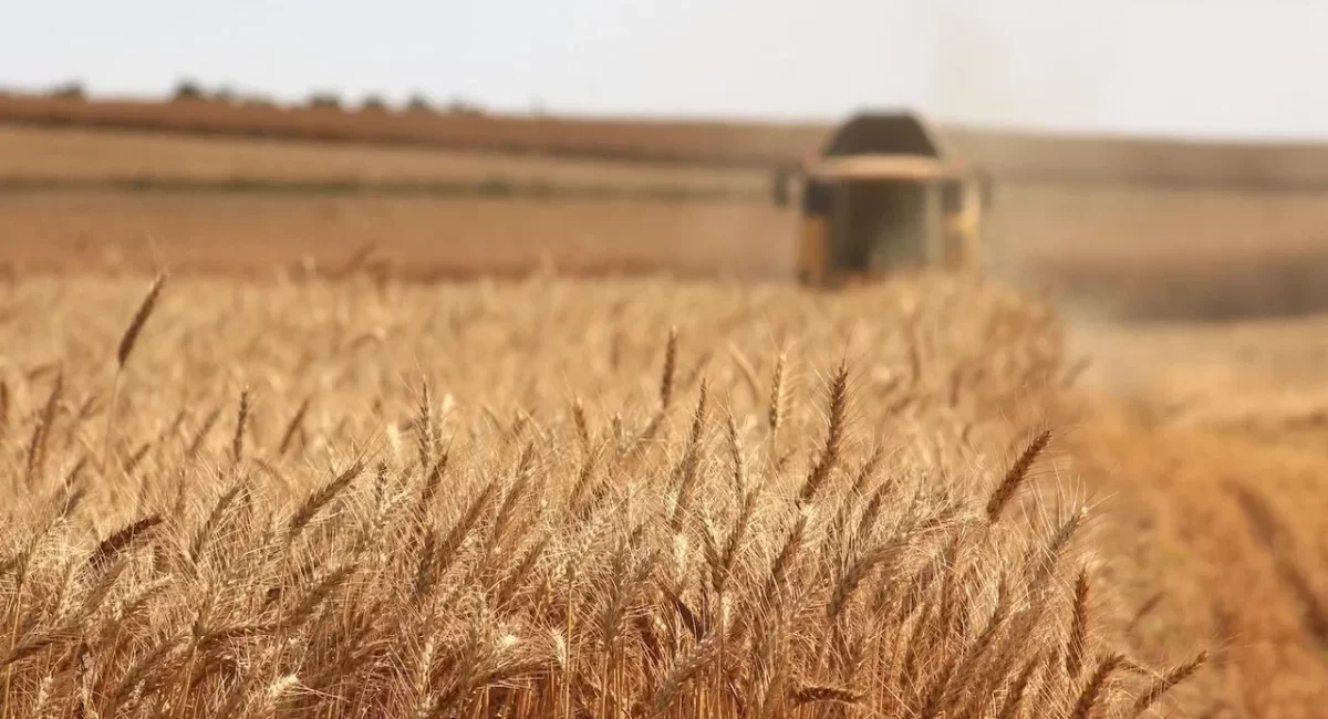 قیمت خرید تضمینی جو و ذرت