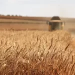 قیمت خرید تضمینی جو و ذرت