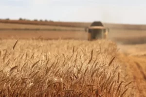 قیمت خرید تضمینی جو و ذرت